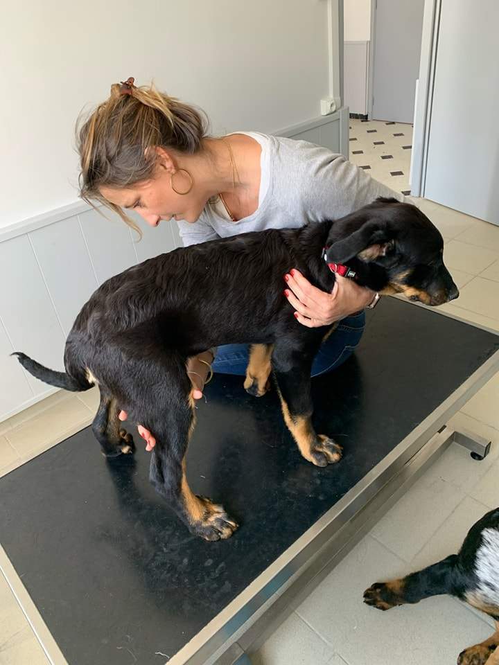 Vétérinaire pour chien Saint-Jean