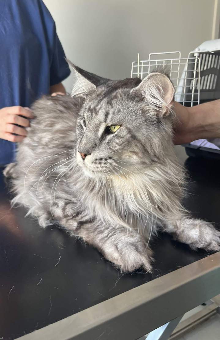 Des soins adaptés à votre félin