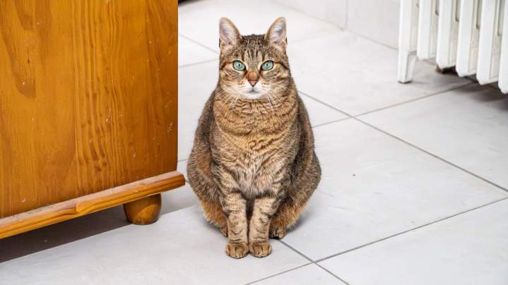 MIMI MASCOTTE