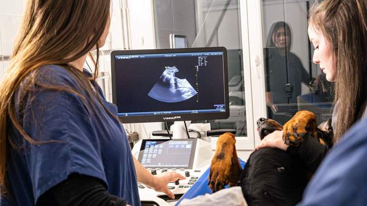Radiographie animaux Saint-Jean