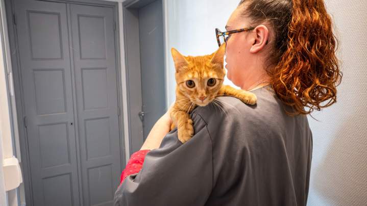 Vétérinaires, Toulouse