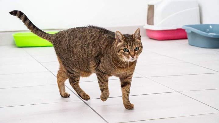 Comment trouver un vétérinaire proposant des soins pour chats à domicile ? Saint-Jean