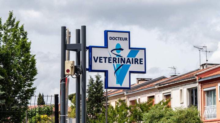 Vétérinaire pour chien Saint-Jean
