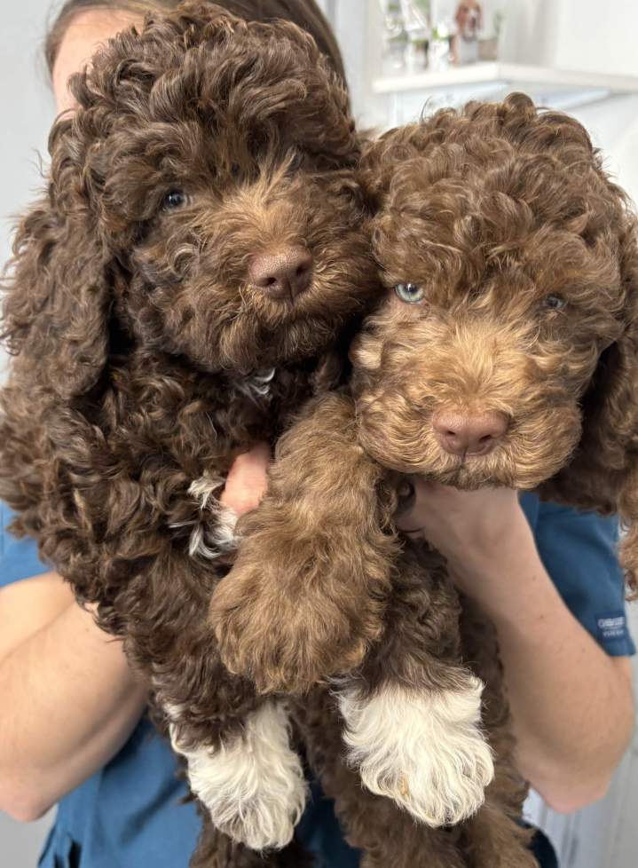 La santé de votre chien avant tout