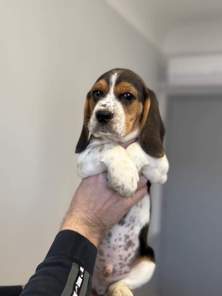 À quelle fréquence dois-je emmener mon chien chez le vétérinaire ? Saint-Jean