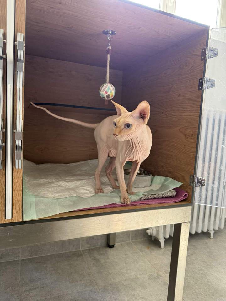 Hospitalisation chat