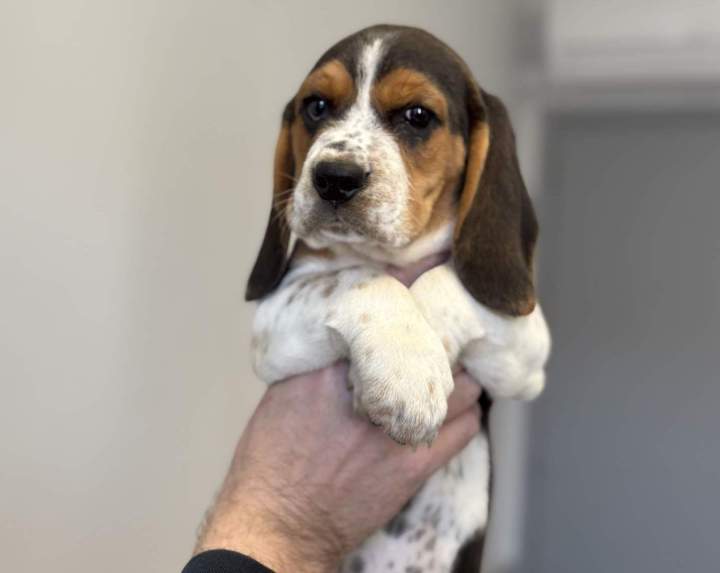 Vétérinaire pour chien Saint-Jean