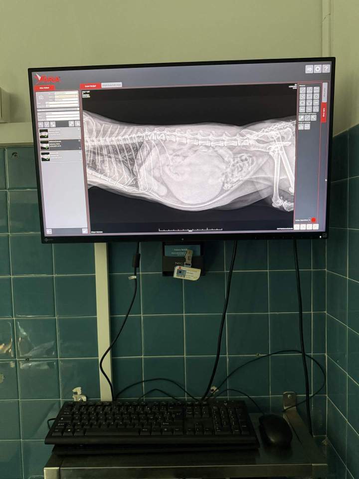 Les avantages de l'imagerie vétérinaire face à d'autres méthodes de diagnostic, Saint-Jean